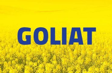 goliat-rzepak Rzepak Jary - Odmiany rzepaku jarego - Nasiona rzepaku jarego