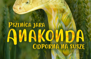 pszenica-jara-anakonda-600×600 Pszenica