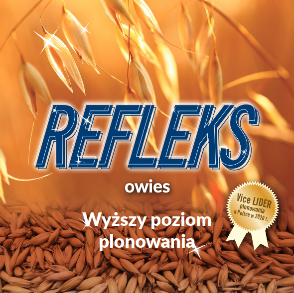 Owies - Najlepszy Owies - Nasiona Owsa