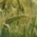 zalecenia agrotechniczne - jakie pszenżyto na słabe gleby ?