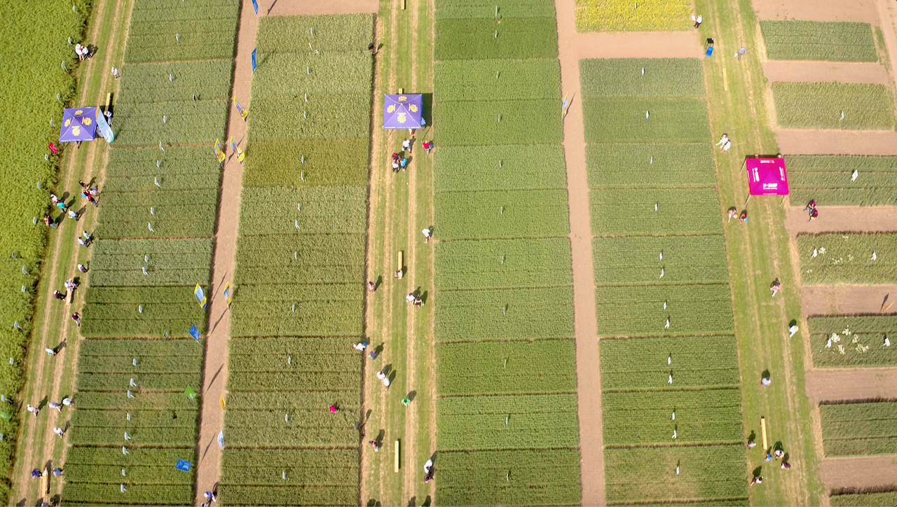 Dni Pola w Strzelcach Dni Pola w Strzelcach