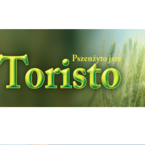 TORISTO - Pszenżyto - Najlepsze pszenżyto - Nasiona pszenżyta