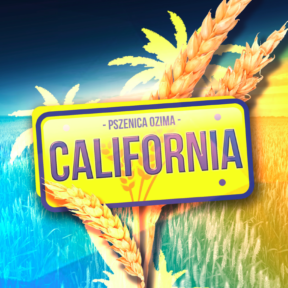 Pszenica - Najlepsza pszenica - Nasiona pszenicy - CALIFORNIA