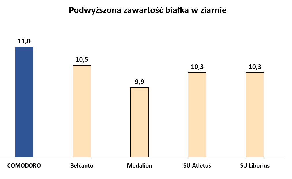 Zawartość biała w ziarnie pszenżyta Comodoro