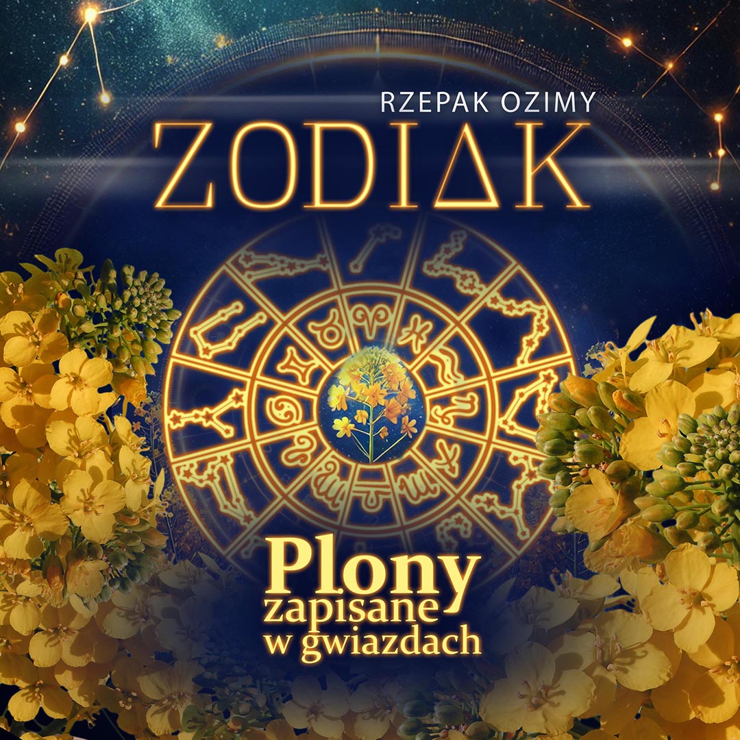 Rzepak ozimy Zodiak