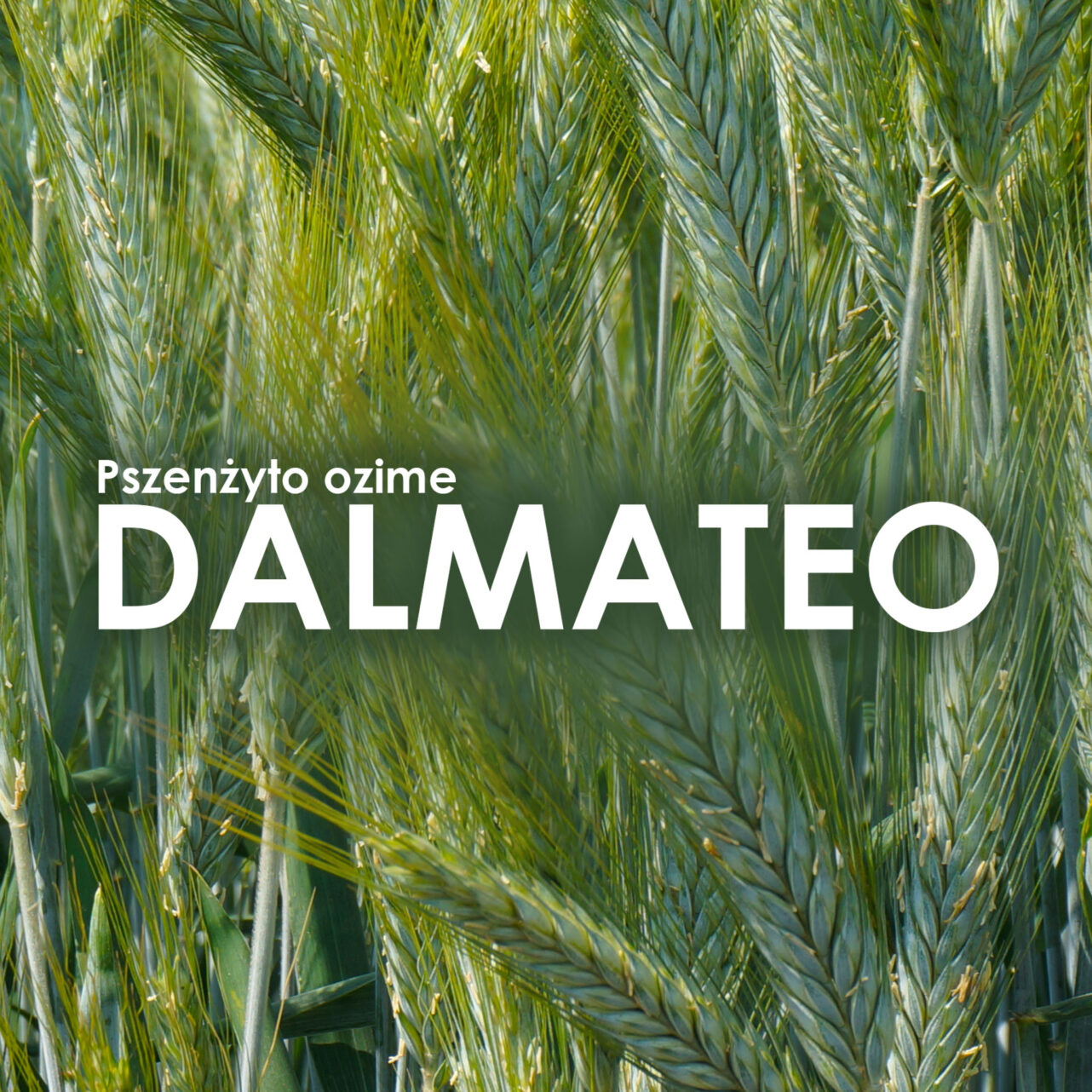 Pszenżyto ozime Dalmateo