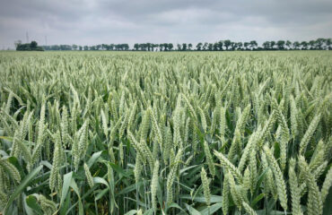 pszenica ozima pszenica ozima