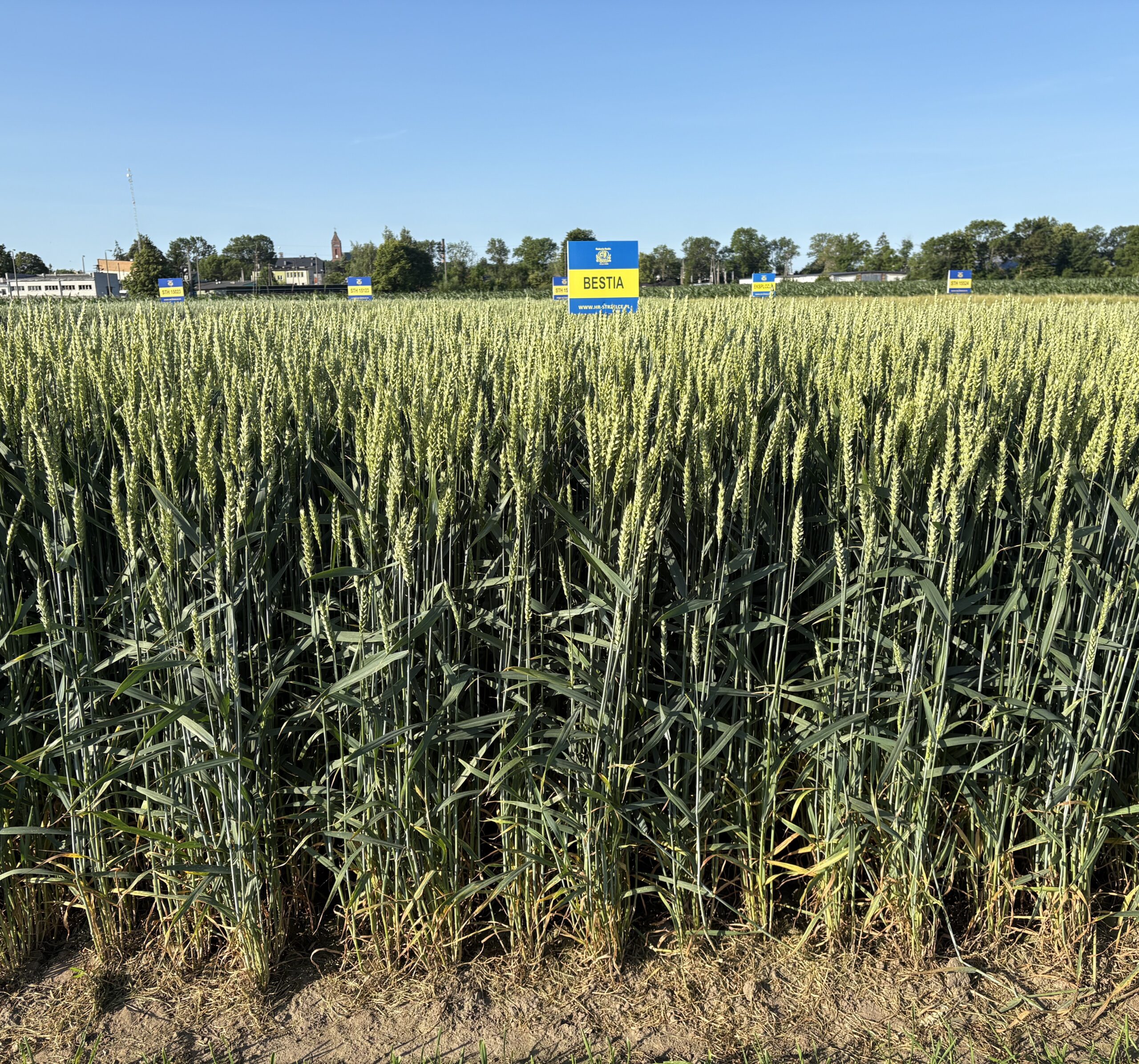 Pszenica ozima Bestia