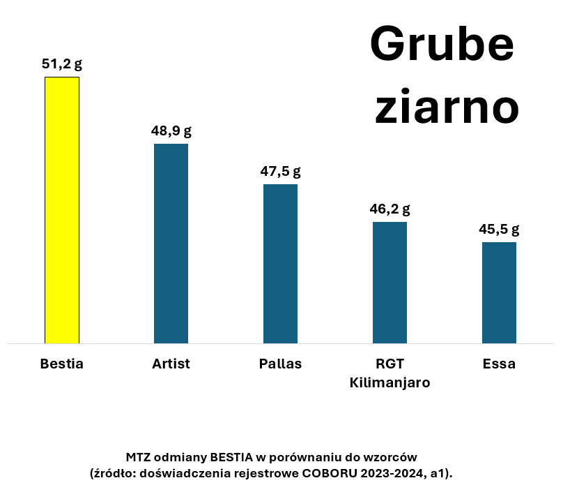 Wysoka masa 1000 ziaren odmiany pszenicy ozimej Bestia